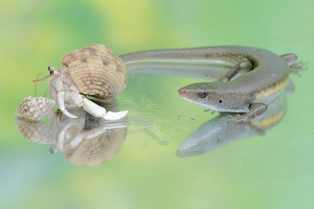 An adult common sun skink is ready to fight with a hermit crab for territory. This reptile has the...