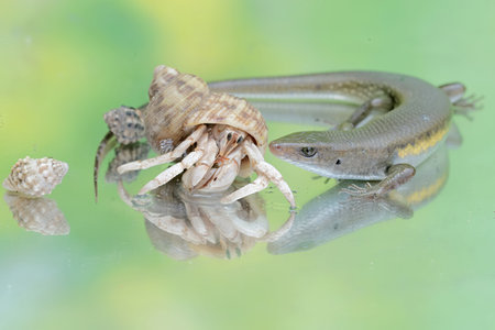 An adult common sun skink is ready to fight with a hermit crab for territory. This reptile has the...