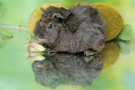 guinea pig with a flower in its mouth
