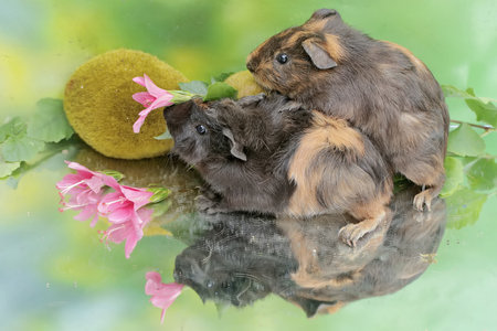 A pair of guinea pigs eat hibiscus flowers. This rodent mammal has the scientific name Cavia porcellus.の写真素材