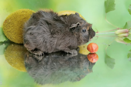 An adult guinea pig eats a ripe fruit that has fallen to the ground. This rodent mammal has the...