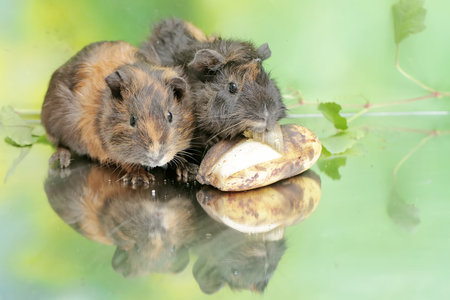 A pair of guinea pigs are eating a ripe banana that have fallen to the ground. This rodent mammal has the scientific name Cavia porcellus.の写真素材