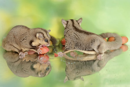 A pair of adult sugar gliders are eating a ripe fruit that falls to the ground. This mammal has the scientific name Petaurus breviceps.の写真素材