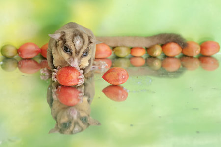 An adult sugar glider eats a ripe fruit that has fallen to the ground. This mammal has the...