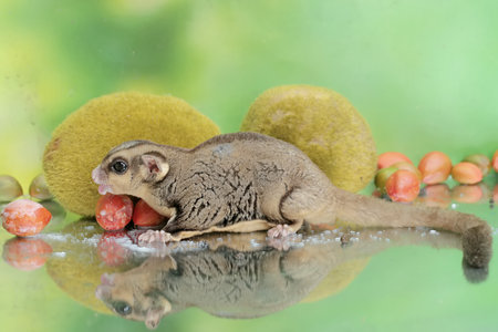 An adult sugar glider eats a ripe fruit that has fallen to the ground. This mammal has the scientific name Petaurus breviceps.の写真素材