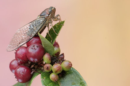 An evening cicada is resting on a bunch of wild plant fruits. This insect has the scientific name...