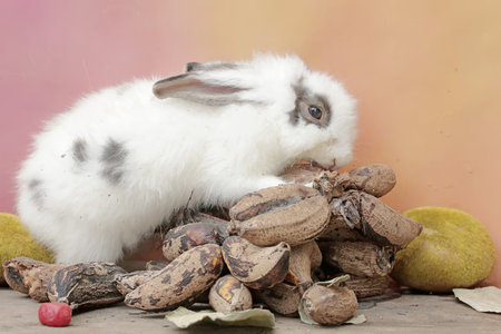 A white rabbit was eating a bunch of ripe bananas that had fallen to the ground. This has the scientific name Lepus nigricollis.の写真素材