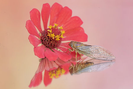 An evening cicada is perched on wildflower. This insect has the scientific name Tanna japonensis.の写真素材