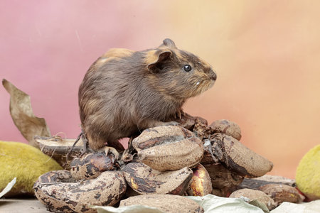 A guinea pig is eating a bunch of food that have fallen to the ground. This rodent mammal has the scientific name Cavia porcellus.の写真素材