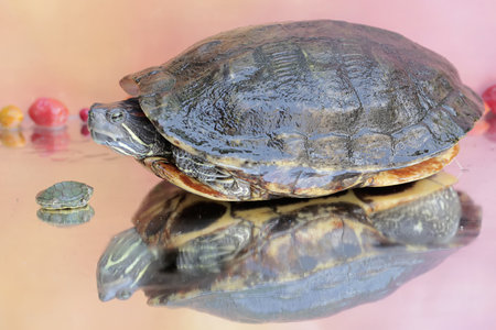 An adult red-eared slider tortoise sunbathes while guarding her two babies. This reptile has the...