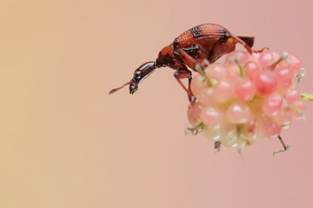 A giraffe weevil is looking for food in mulberry fruit. This insect has the scientific name Apoderus tranquebaricus.の写真素材