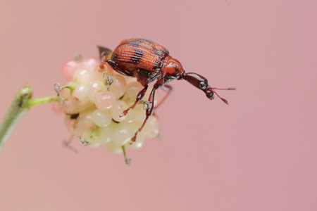 A giraffe weevil is looking for food in mulberry fruit. This insect has the scientific name Apoderus tranquebaricus.の写真素材