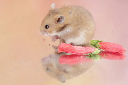 A Campbell dwarf hamsters eating wild plant flowers. This rodent has the scientific name Phodopus campbelli.の写真素材