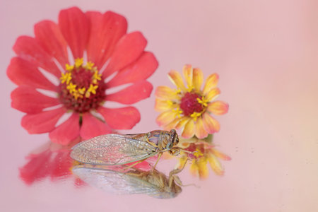 An evening cicada is perched on wildflower. This insect has the scientific name Tanna japonensis.