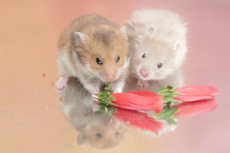 A pair of Campbell dwarf hamsters eating hibiscus flowers.の写真素材