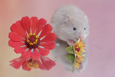 A Campbell dwarf hamster eating wild plant flowers. This rodent has the scientific name Phodopus campbelli.の写真素材