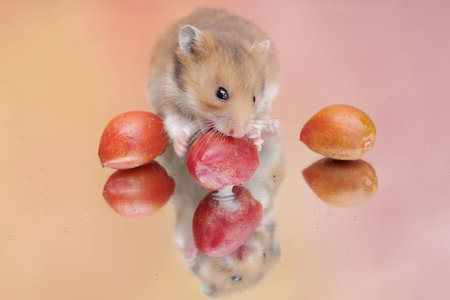 A Campbell dwarf hamster is eating ripe food. This rodent has the scientific name Phodopus campbelli.の写真素材