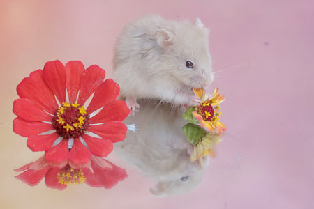 A Campbell dwarf hamsters eating wild plant flowers. This rodent has the scientific name Phodopus campbelli.の写真素材