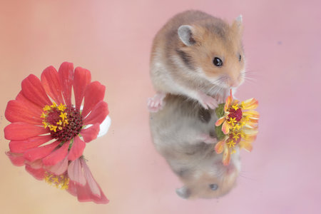 A Campbell dwarf hamsters eating wild plant flowers. This rodent has the scientific name Phodopus campbelli.の写真素材