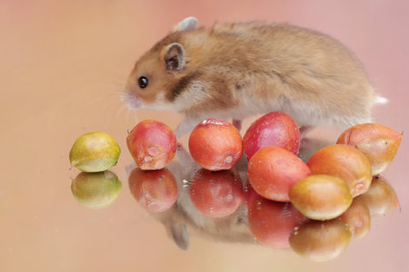 A Campbell dwarf hamster is eating food. This rodent has the scientific name Phodopus campbelli.の写真素材