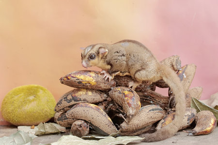 An adult sugar glider eats a bunch of ripe bananas that has fallen to the ground. This mammal has...