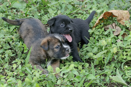 Two cute puppies are resting in the meadow. Mammals that are commonly used as human pets have the...