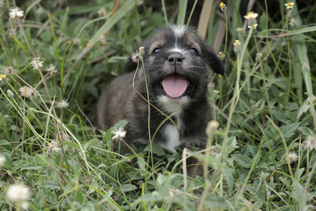 Cute and adorable expressions on the faces of a puppy. Mammals that are commonly used as human pets have the scientific name Canis lupus familiaris.の写真素材