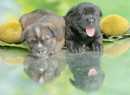Two cute puppies are resting in the meadow. Mammals that are commonly used as human pets have the...