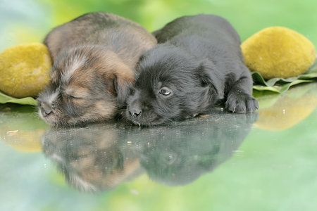 Cute and adorable expressions on the faces of two puppies. Mammals that are commonly used as human...