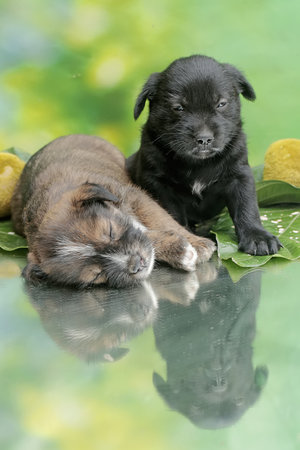 Cute and adorable expressions on the faces of two puppies. Mammals that are commonly used as human...