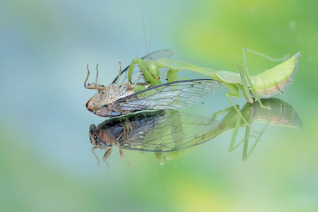 A green praying mantis is preying on a cicada. This insect has the scientific name Hierodula sp.の写真素材