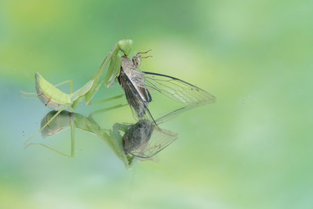 A green praying mantis is preying on a cicada. This insect has the scientific name Hierodula sp.の写真素材