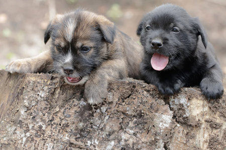 Two cute puppies are resting on a dry tree trunk. Mammals that are commonly used as human pets have...