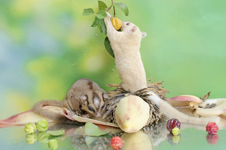 A pair of adult sugar gliders are eating surinam cherry fruit. This mammal has the scientific name...