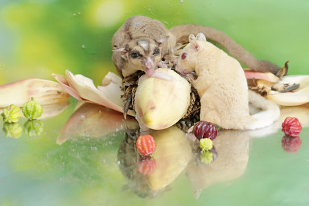 A pair of adult sugar gliders are eating banana flowers that have fallen to the ground. This mammal...