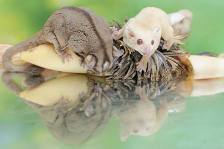 A pair of adult sugar gliders are eating banana flowers that have fallen to the ground. This mammal has the scientific name Petaurus breviceps.の写真素材