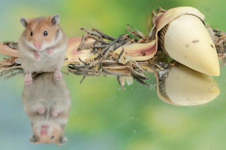 A Campbell dwarf hamster eating banana flowers that fell to the ground. This rodent has the...