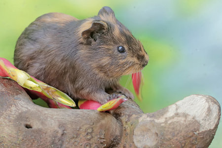 An adult guinea pig is eating flowers that have fallen to the ground. This rodent mammal has the...
