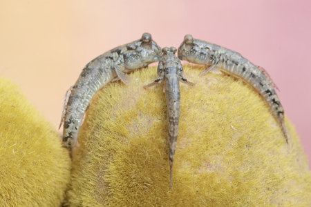 Three barred mudskippers are resting. This fish, which is mostly found in the mud, has the...