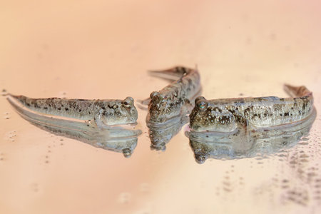Three barred mudskippers are resting. This fish, which is mostly done in the mud, has the scientific...