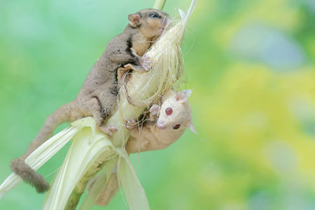 A pair of adult sugar gliders are eating young corn pods. This mammal has the scientific name...