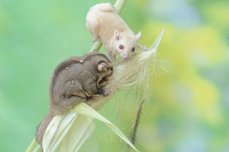 A pair of adult sugar gliders are eating young corn pods. This mammal has the scientific name Petaurus breviceps.の写真素材