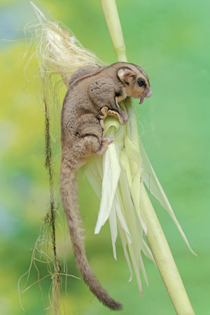 An adult sugar glider is eating young corn pods. This mammal has the scientific name Petaurus...
