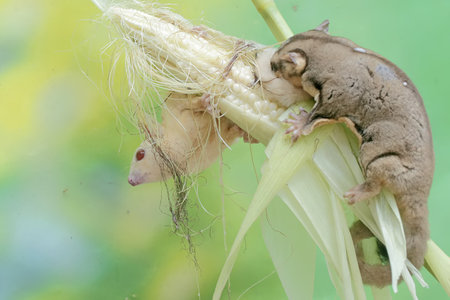 A pair of adult sugar gliders are eating young corn pods. This mammal has the scientific name Petaurus breviceps.の写真素材