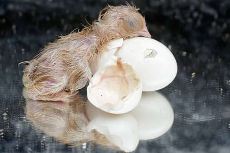 A chick is ready to lay an egg. This chicken with a large posture and body weight.