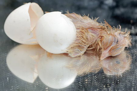 A chick is ready to hatch. This chicken with a large posture and body weight has the scientific name...