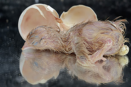 This chicken with a large posture and body weight has the scientific name Gallus gallus domesticus.