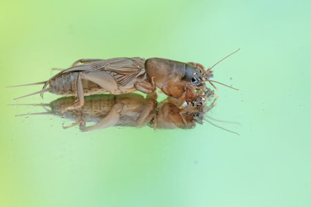 Reflection of a mole cricket on a mirror. This insect has the scientific name Gryllotalpa gryllotalpa.の写真素材