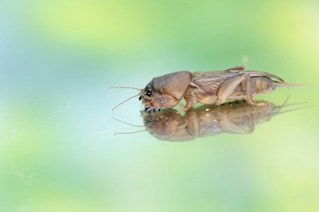 Reflection of a mole cricket on a mirror. This insect has the scientific name Gryllotalpa gryllotalpa.の写真素材