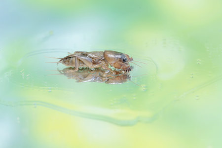 Reflection of a mole cricket on a mirror. This insect has the scientific name Gryllotalpa gryllotalpa.の写真素材